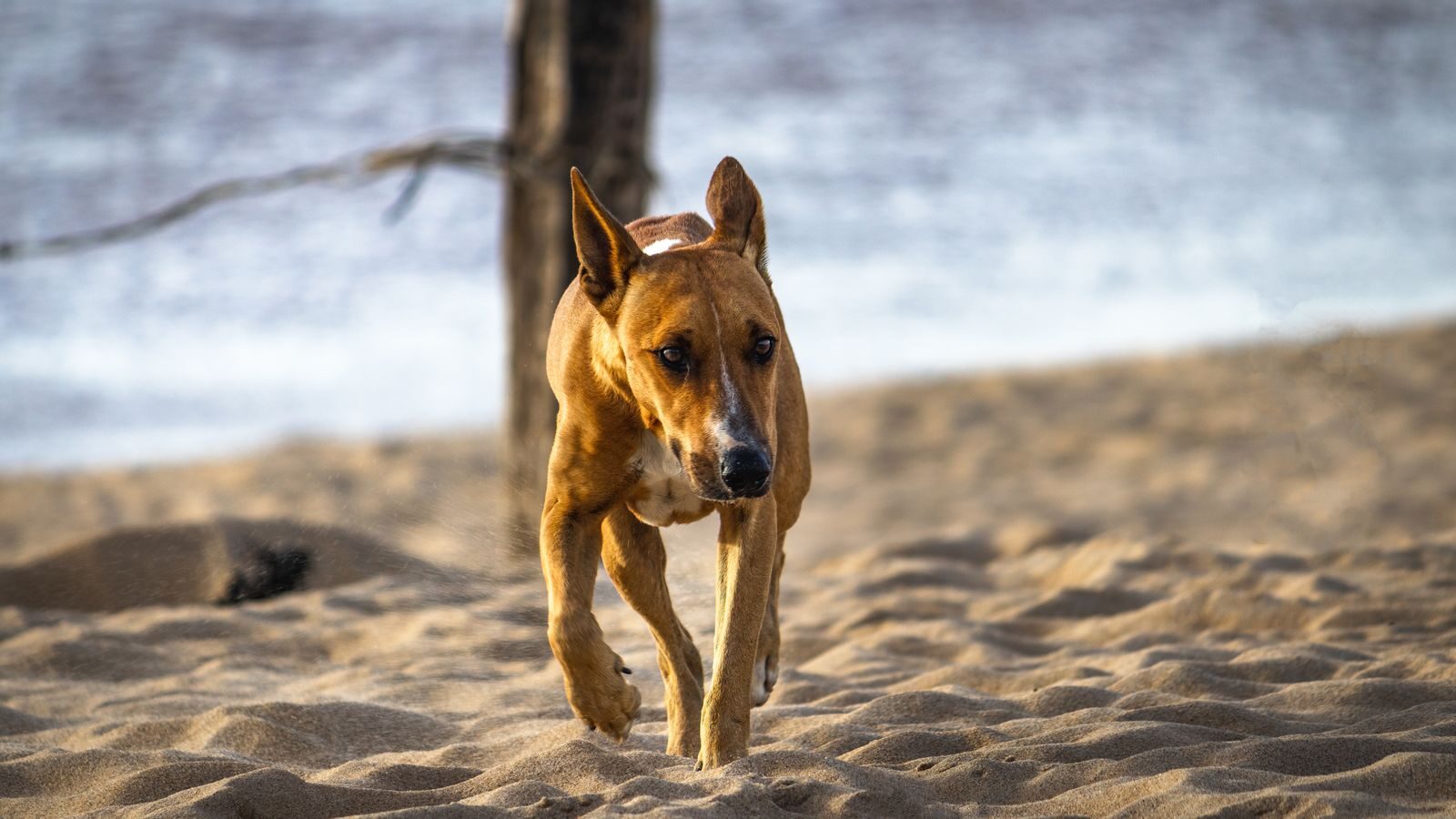 Perro disfrutando en una playa de Bizkaia